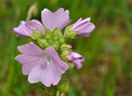 Mallow, Checker  Sidalcea virgata